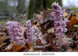 Attēlu rezultāti vaicājumam “Lathraea squamaria flower”