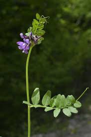 Attēlu rezultāti vaicājumam “Vicia sepium flower”