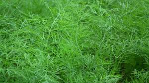 Attēlu rezultāti vaicājumam “Anethum graveolens leaf”