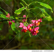 Attēlu rezultāti vaicājumam “Euonymus europaeus fruit”