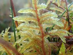 Attēlu rezultāti vaicājumam “Pseudoscleropodium purum”