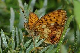 Attēlu rezultāti vaicājumam “Brenthis ino upperside”