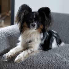 Image result for papillon