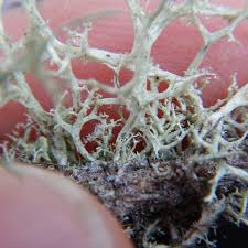 Attēlu rezultāti vaicājumam “Evernia mesomorpha”