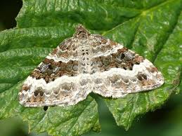 Attēlu rezultāti vaicājumam “Epirrhoe alternata”