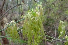 Attēlu rezultāti vaicājumam “Acer negundo female flower”