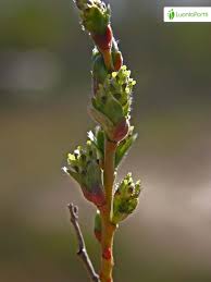 Attēlu rezultāti vaicājumam “Salix repens subsp. rosmarinifolia flower”
