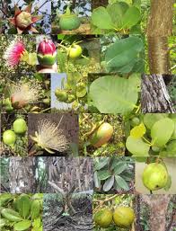 Attēlu rezultāti vaicājumam “Rhynchospora alba fruit”