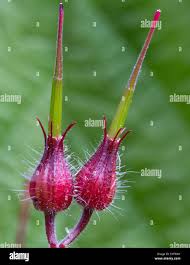 Attēlu rezultāti vaicājumam “Geranium robertianum fruit”