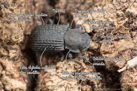 Attēlu rezultāti vaicājumam “Bolitophagus reticulatus imago”