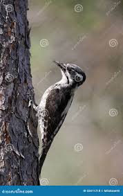 Attēlu rezultāti vaicājumam “Picoides tridactylus adult”