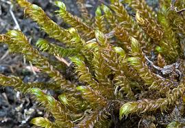 Attēlu rezultāti vaicājumam “Drepanocladus lycopodioides”