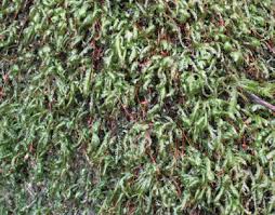 Attēlu rezultāti vaicājumam “Homalia trichomanoides sporophyte”