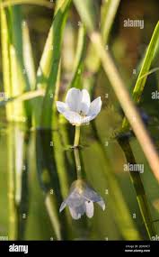 Attēlu rezultāti vaicājumam “Stratiotes aloides flower”
