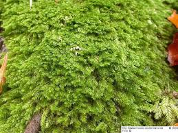 Attēlu rezultāti vaicājumam “Pseudotaxiphyllum elegans”