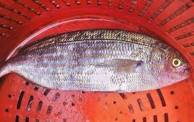 Image result for Sarpa salpa