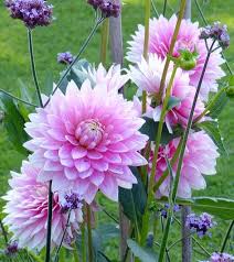 Image result for Dahlia x pinnata `Decorative Giants`