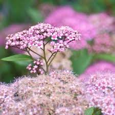 Attēlu rezultāti vaicājumam “Spiraea”