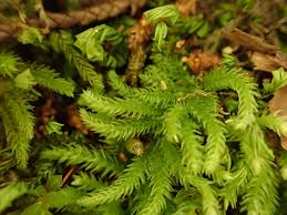 Attēlu rezultāti vaicājumam “Eurhynchiastrum pulchellum”