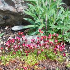 Image result for Steinbrech