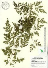 Attēlu rezultāti vaicājumam “Lycogala persicum young”