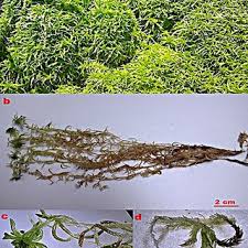 Attēlu rezultāti vaicājumam “Anastrophyllum minutum”