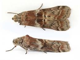 Attēlu rezultāti vaicājumam “Phycita roborella”
