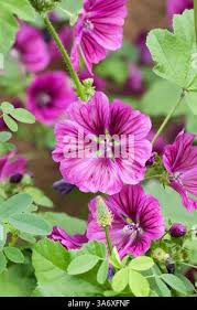 Image result for Malva sylvestris var. mauritiana