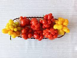 Afbeeldingsresultaat voor voyage tomato