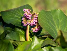Attēlu rezultāti vaicājumam “Bergenia crassifolia flower”