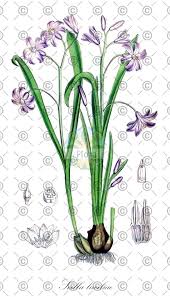 Attēlu rezultāti vaicājumam “Scilla luciliae”