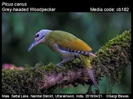 Attēlu rezultāti vaicājumam “Picus canus female”
