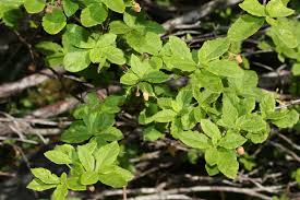 Attēlu rezultāti vaicājumam “Menziesia ferruginea flower”