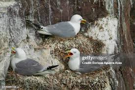 Attēlu rezultāti vaicājumam “Rissa tridactyla nest”