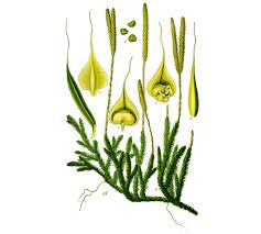 Attēlu rezultāti vaicājumam “Lycopodium clavatum”