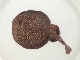 Image result for Torpedo marmorata