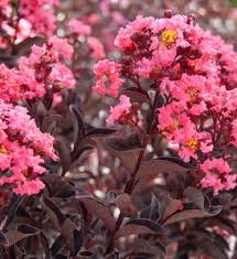Image result for Lagerstroemia
