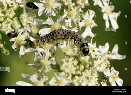Attēlu rezultāti vaicājumam “Depressaria olerella”