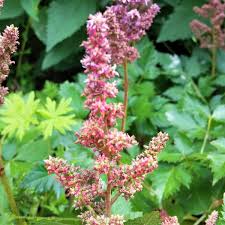 Attēlu rezultāti vaicājumam “Astilbe chinensis bud”