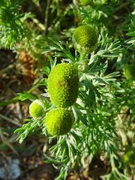 Attēlu rezultāti vaicājumam “Matricaria discoidea”