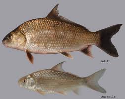 Image result for Carpiodes cyprinus