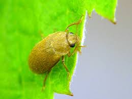 Attēlu rezultāti vaicājumam “Byturidae”