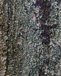 Attēlu rezultāti vaicājumam “Trapeliopsis flexuosa”