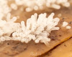 Attēlu rezultāti vaicājumam “Craterium aureum spores”