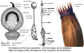 Attēlu rezultāti vaicājumam “Sphagnum angustifolium sporophyte”