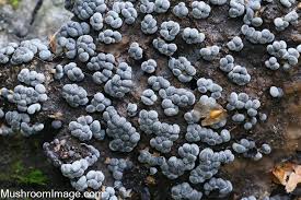 Attēlu rezultāti vaicājumam “Physarum contextum sessile”