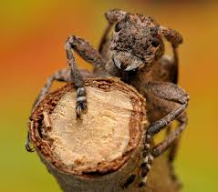 Attēlu rezultāti vaicājumam “Leptophlebia nebulosa”