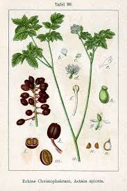 Attēlu rezultāti vaicājumam “Actaea spicata fruit”