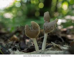 Attēlu rezultāti vaicājumam “Helvella elastica”