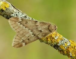 Attēlu rezultāti vaicājumam “Alsophila aescularia”